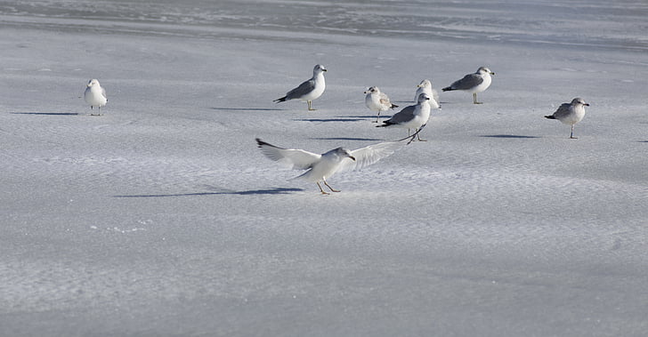 Sea gull, Racek, Já?, pták, volně žijící zvířata, pobřeží, Příroda