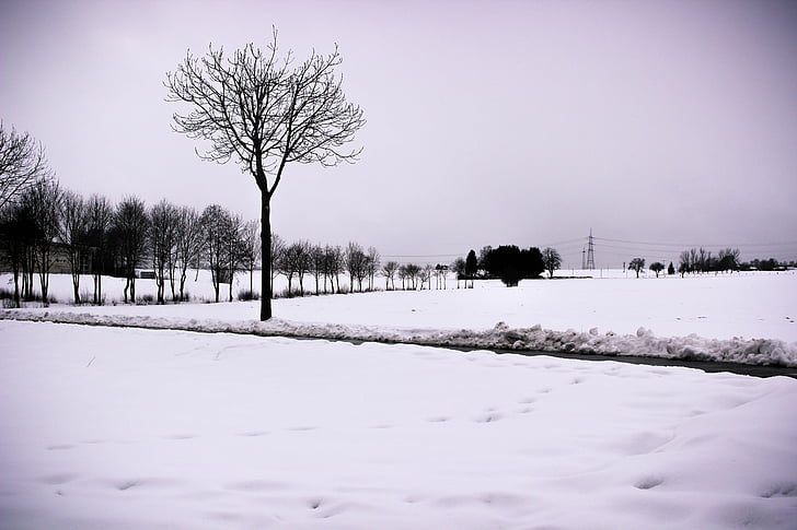 snow, tree, landscape, winter, cold