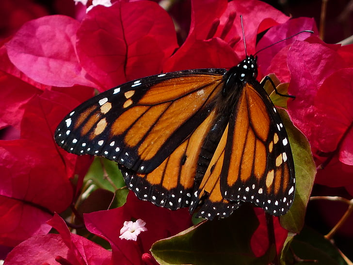 borboleta, borboleta-monarca, Danaus plexippus, monarca americana, laranja, preto, borboletas