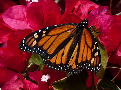 бабочка, Бабочка монарх, Данай Плексипп, Американские монарх, оранжевый, черный, бабочки