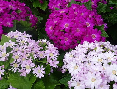 květiny, Příroda, Gerbera, barevné