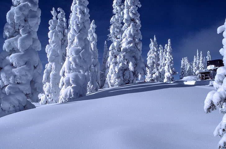 соснові, дерева, заповнені, сніг, час, Уповільнена зйомка, Фото