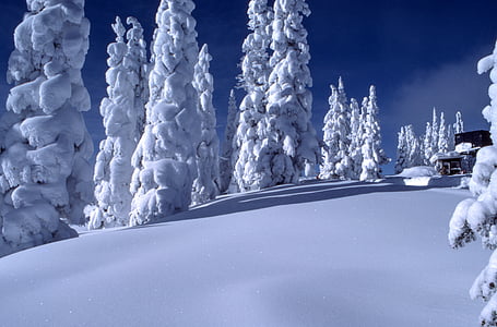 Pinheiro, árvores, preenchido, neve, tempo, lapso de, foto