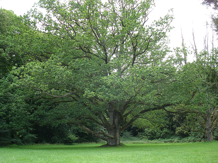 natur, treet, grønn