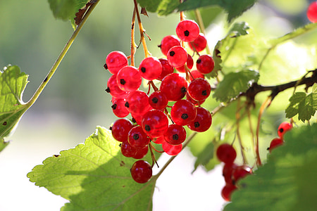 pasas de Corinto, planta, fruta, rojo, rama, naturaleza, uvas
