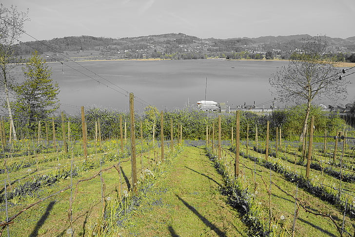 vineyard, wine, lake, grapevine, landscape, nature, slope