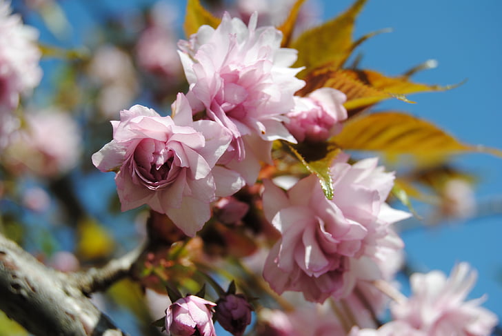 cherry, tree, sky