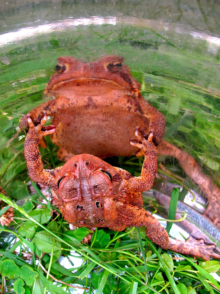 frog, toad, amphibian, wildlife, green, nature, animal