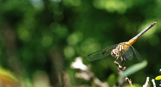 蜻蜓, 昆虫, 自然, bug, 飞, 翼, 符号