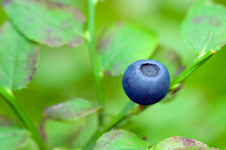 blåbär, Berry, blå, äta, mat, skogen, färsk