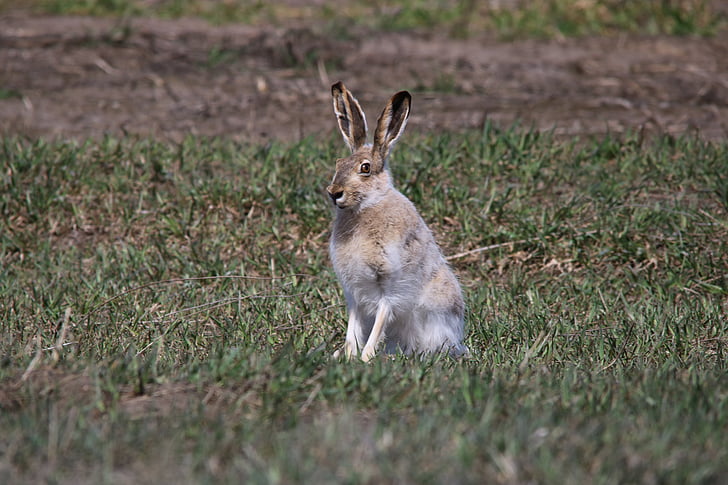 Jackrabbit, Hare, vilda djur, djur, naturen, North dakota, USA