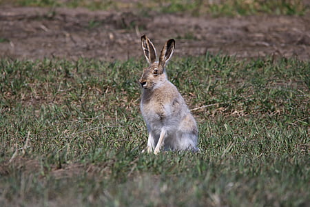 Jackrabbit, Zajac, voľne žijúcich živočíchov, zviera, Príroda, Severná dakota, USA