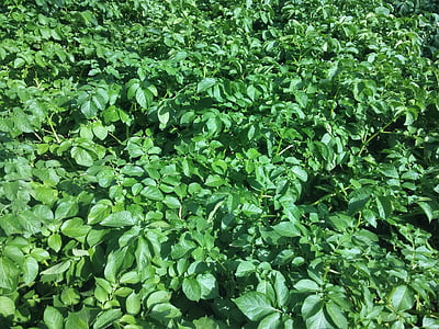 potato, πατατιά, potato plant, cultivation of potato