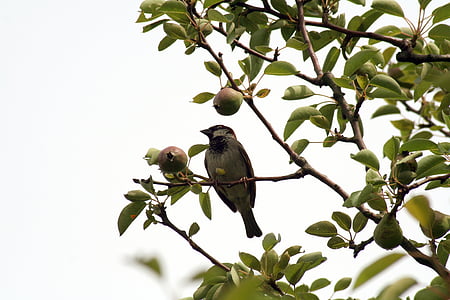 burung, alam, bulu, hewan, bulu, musim semi, Sparrow