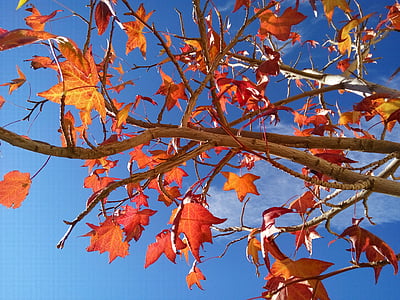 Есен, червени листа, листа, природата, червени листа