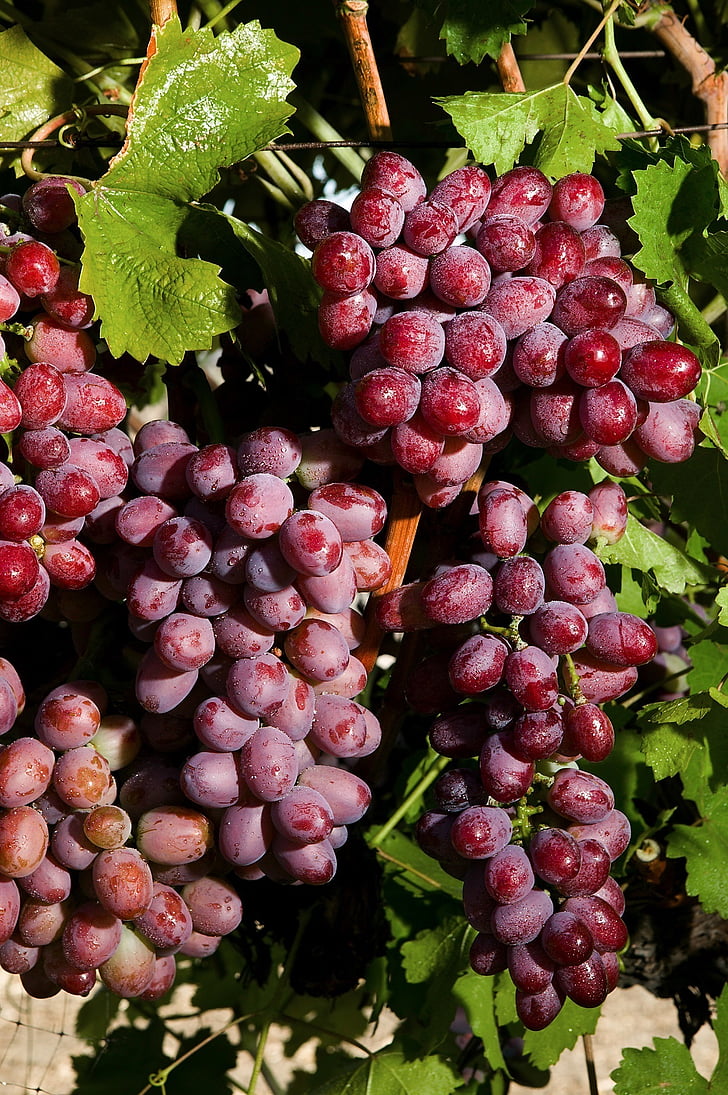 raisins royal écarlates, Grapevine, Agriculture, Sweet, Cabinet, fruits, moisson