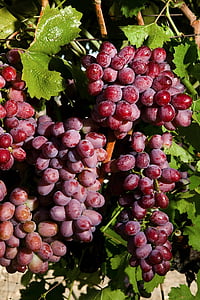 uvas real escarlatas, Grapevine, agricultura, dulce, empresa, fruta, cosecha