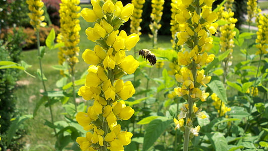 groc, abellot, natura, abella, mel, ala, l'estiu
