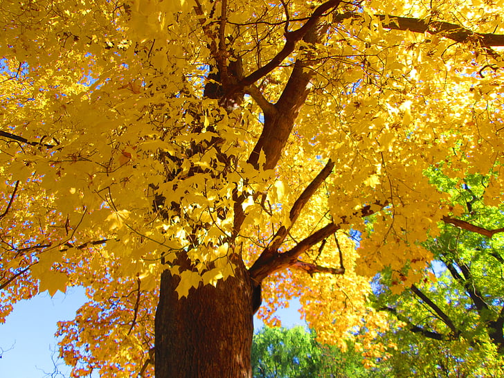 kruna drveta, žuto lišće, nebo, jesen, jesenje boje, žuta, lišće