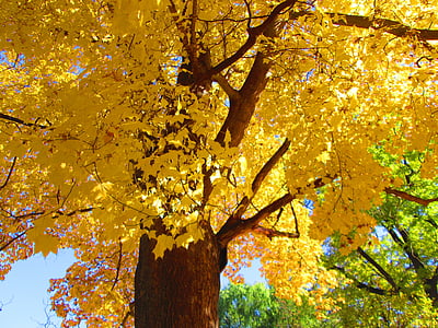 the crown of the tree, yellow leaves, sky, autumn, autumn colors, yellow, leaves