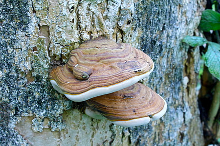 mushroom, trunk, tree, nature, forest, wood