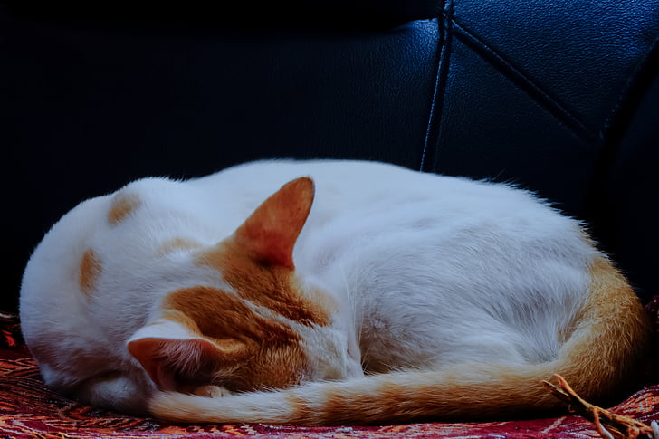 gato, para dormir, manchas marrones, lindo, animal, resto, mascota