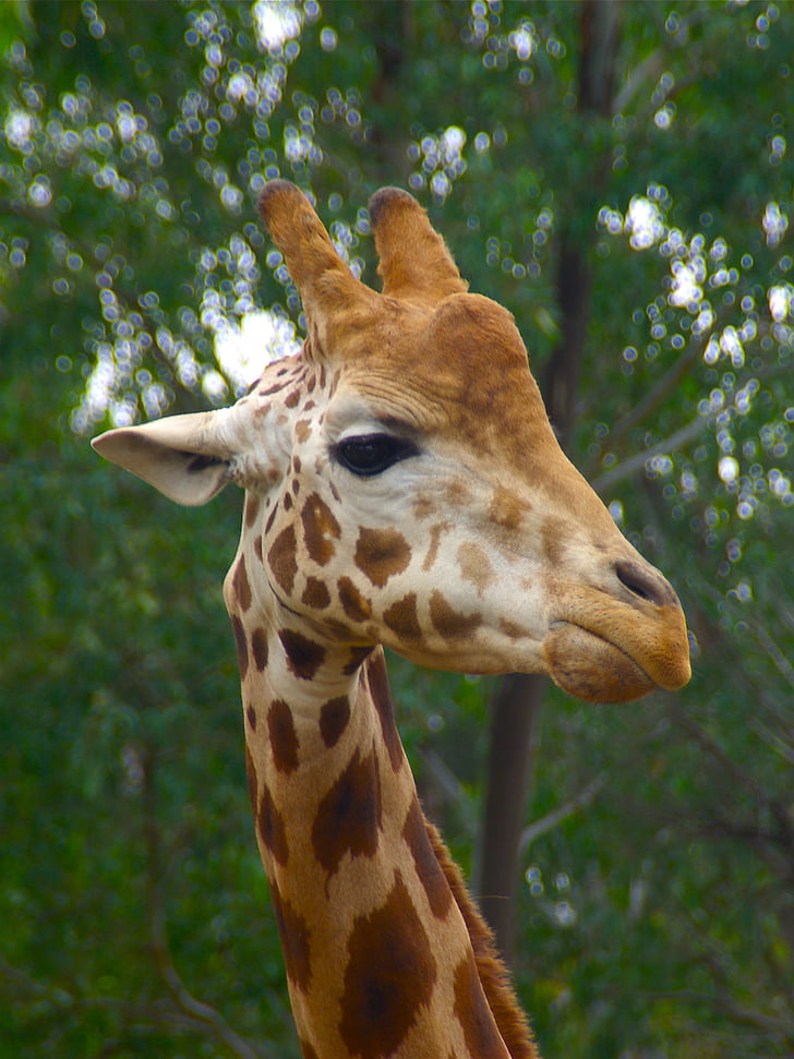 giraffe, male, animal, head, africa, african, wildlife
