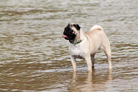 ปั๊ก, สุนัข, แม่น้ำ, เล่น, สุนัขสวยงาม, สายพันธุ์ปั๊ก, สัตว์เลี้ยง