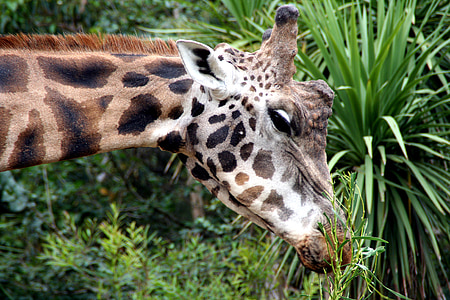 girafa, jardim zoológico, comida, animal, mamífero, África, pescoço