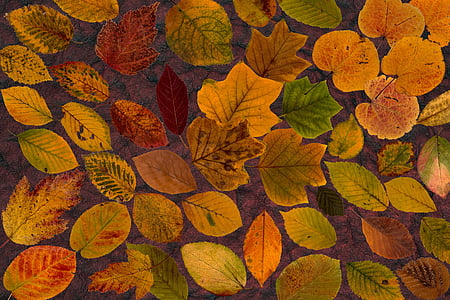 листя, дійсне листя, Клен, Осіннє листя, Осінь, листя лист, барвистий