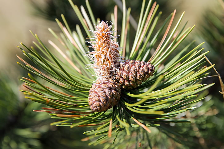 black pine, pine cone, pine candle, evergreen, pine needles, plant, nature