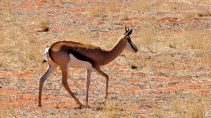 África, Namíbia, natureza, seca, Parque Nacional, animal, animal selvagem