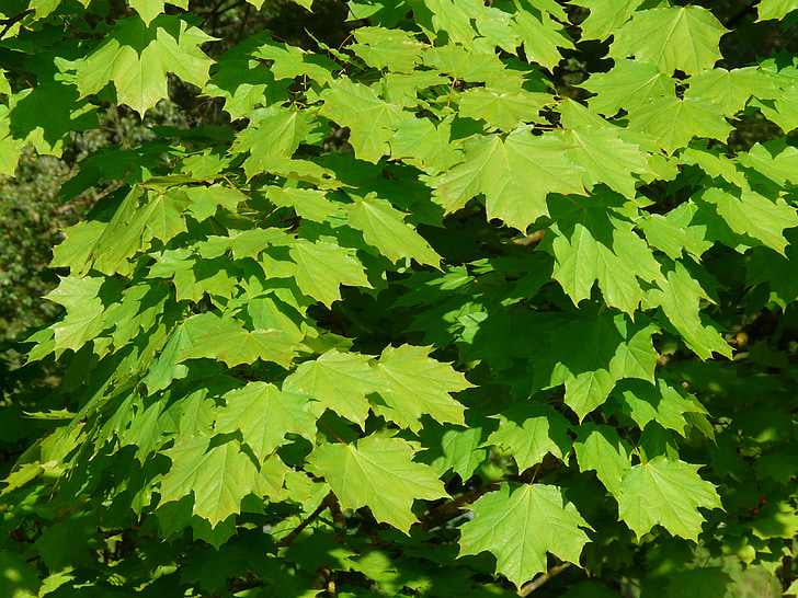 Maple, folhas de plátano, folha, árvore, verde, luz, bordo da Noruega