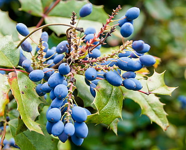 bush, berries, blue, green, background image, fruit, agriculture