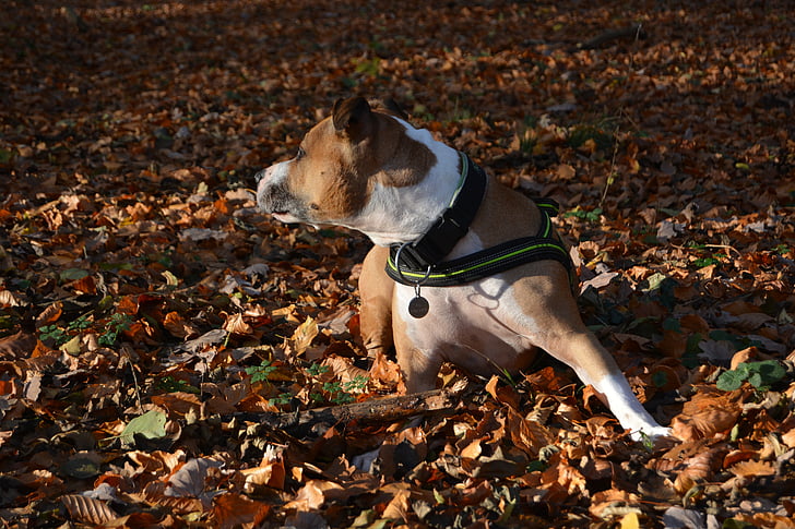 chien, automne, Amstaff, Pitbull, American staffordshire terrier, feuilles, plancher