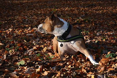 perro, otoño, Amstaff, Pitbull, American staffordshire terrier, hojas, piso