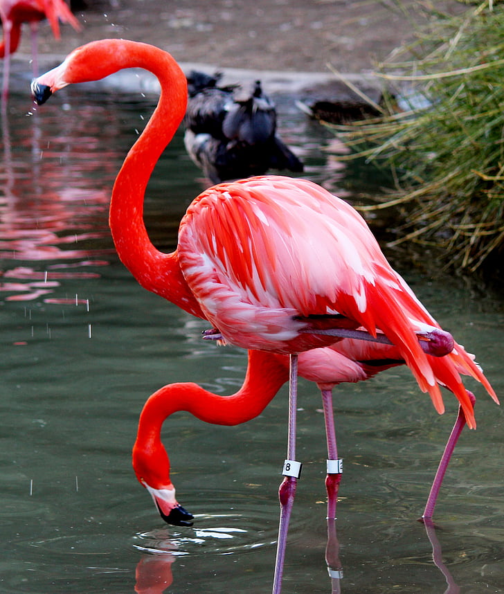 pták, Flamingo, růžová, Příroda, zvíře, volně žijící zvířata, červená