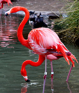 con chim, Hồng hạc, màu hồng, Thiên nhiên, động vật, động vật hoang dã, màu đỏ