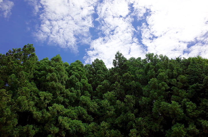 sky, forest, wood, green, mountain, cloud