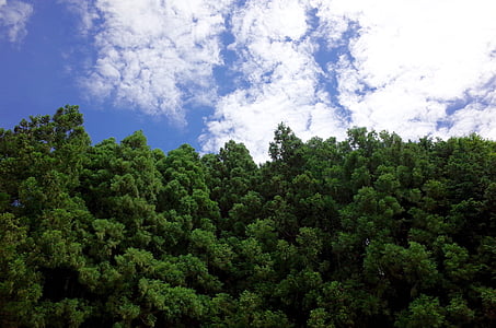 taevas, metsa, puit, roheline, mägi, pilve