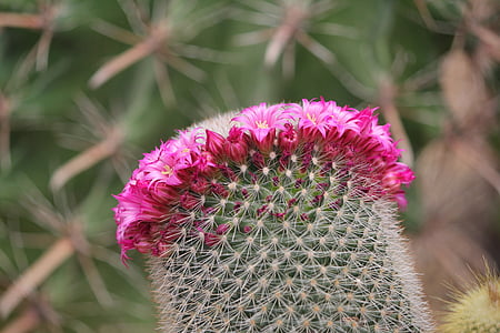 cactus, espina, flores, valor, simbiosis, invernadero del parque