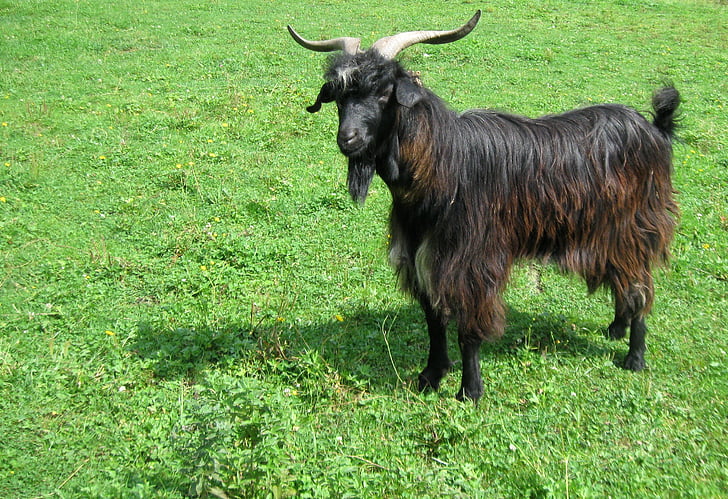 goat, meadow, he-goat, mammals, animal, grassland, nature