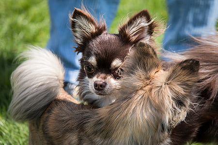 Chihuahua, cão, Isidro costa, pequeno, cão pequeno, animal de estimação, animal