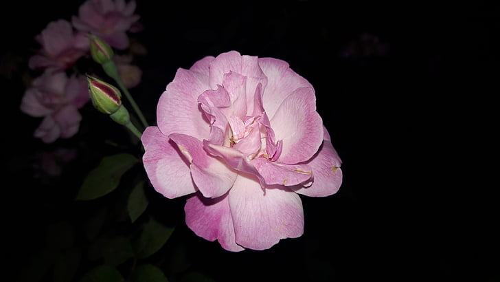 Rosa, ökade, blomma, Kärlek, romantiska, blommig, Blossom