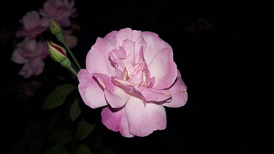 pink, rose, flower, love, romantic, floral, blossom