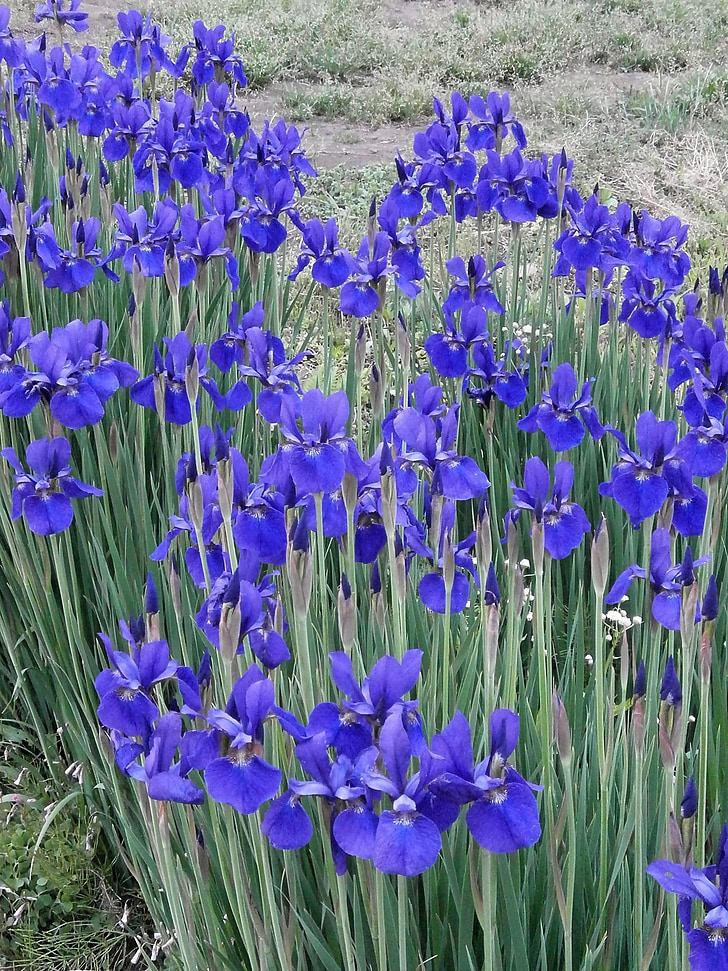 Iris, Alguses suvel, varasuvel lilled, lillad lilled, sinised lilled