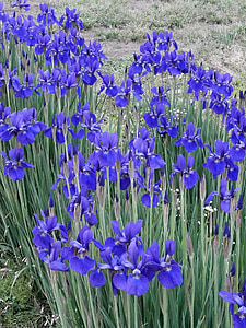 Iris, na začiatku leta, skoré letné kvety, fialové kvety, modré kvety