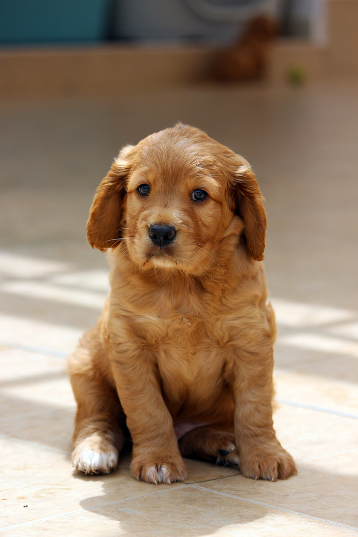 puppy, dog, domestic animal, beige, pet, pets, cute