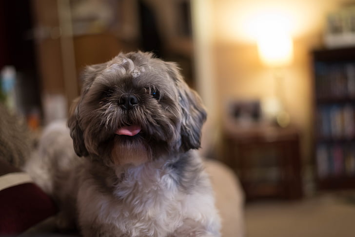 adorable, animal, blur, bookshelves, breed, canine, close-up
