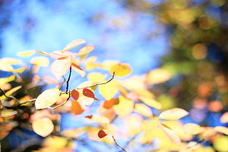 leaves, colorful, autumn, sky, fall foliage, colored, nature
